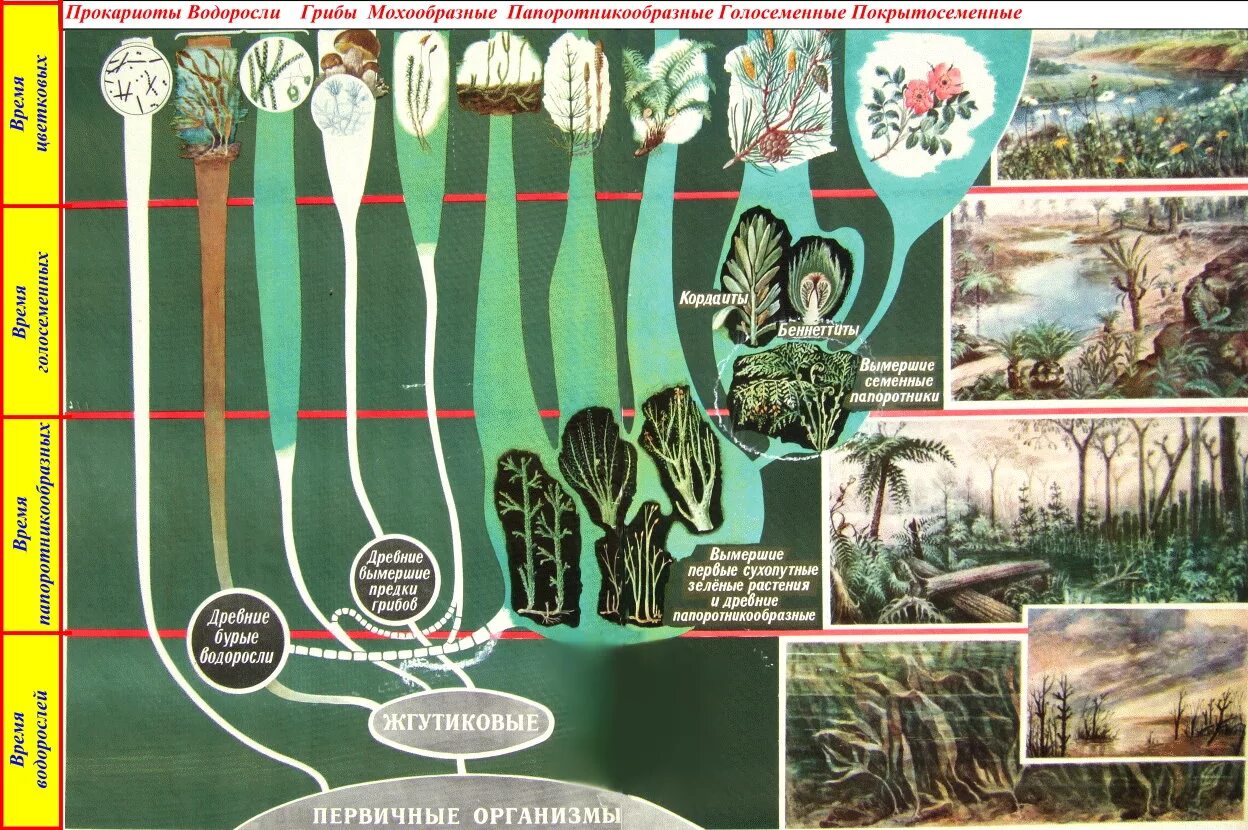 Появления основных групп растений на земле. Этапы эволюции растений водоросли. Эволюция растений от водорослей до цветковых.