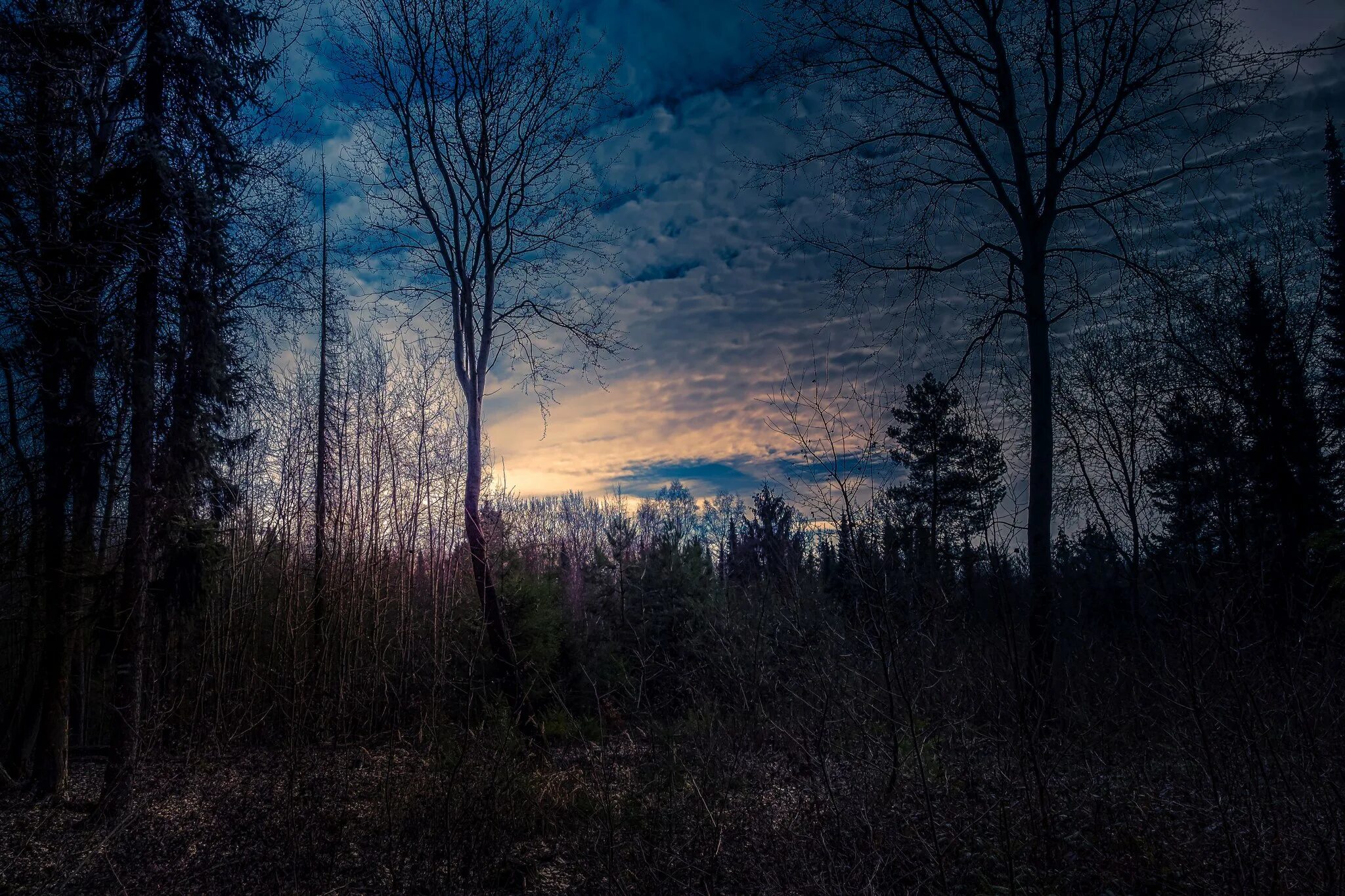 Край мрак. Лес сумерки. лес в темноте. темный лес сумерки. лес мрак.