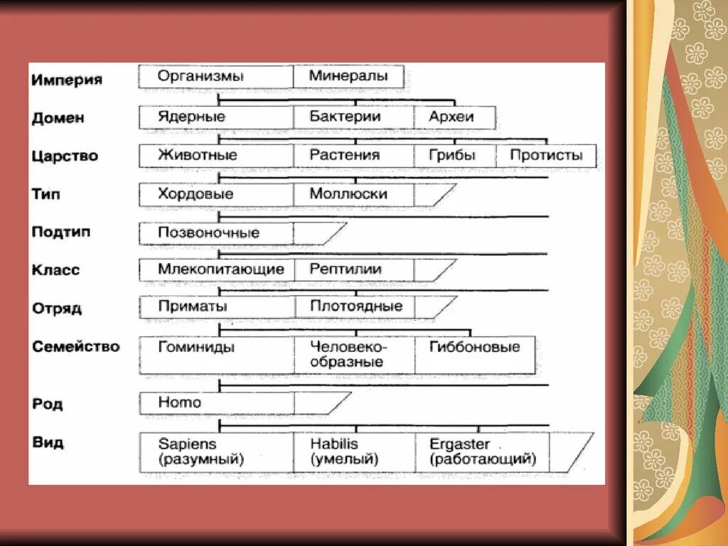 Домен организмов