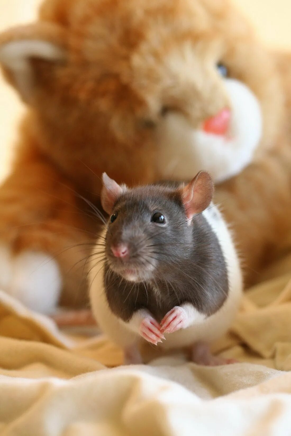 Мыши домашние животные. Крысы домашние. Милые крысы. Мышка домашняя. Домашние животные крыски.