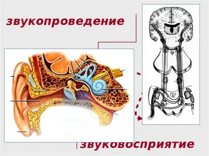 Анатомия механизма