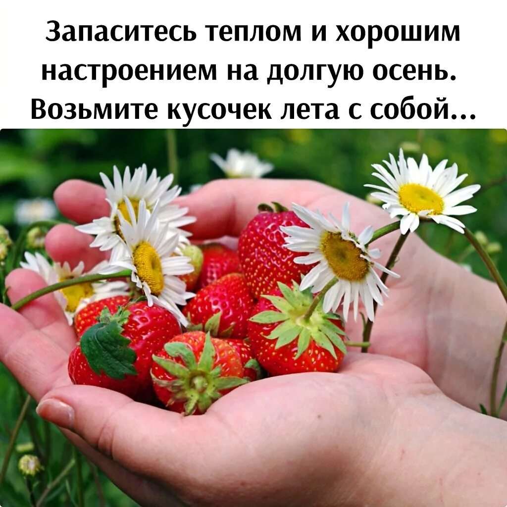 Лето пахнет клубникой. Клубника и ромашки. Стихи про лето красивые. Ромашки и земляника. Хочу кусочек лета.