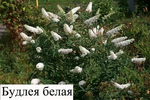 Белая буддлея