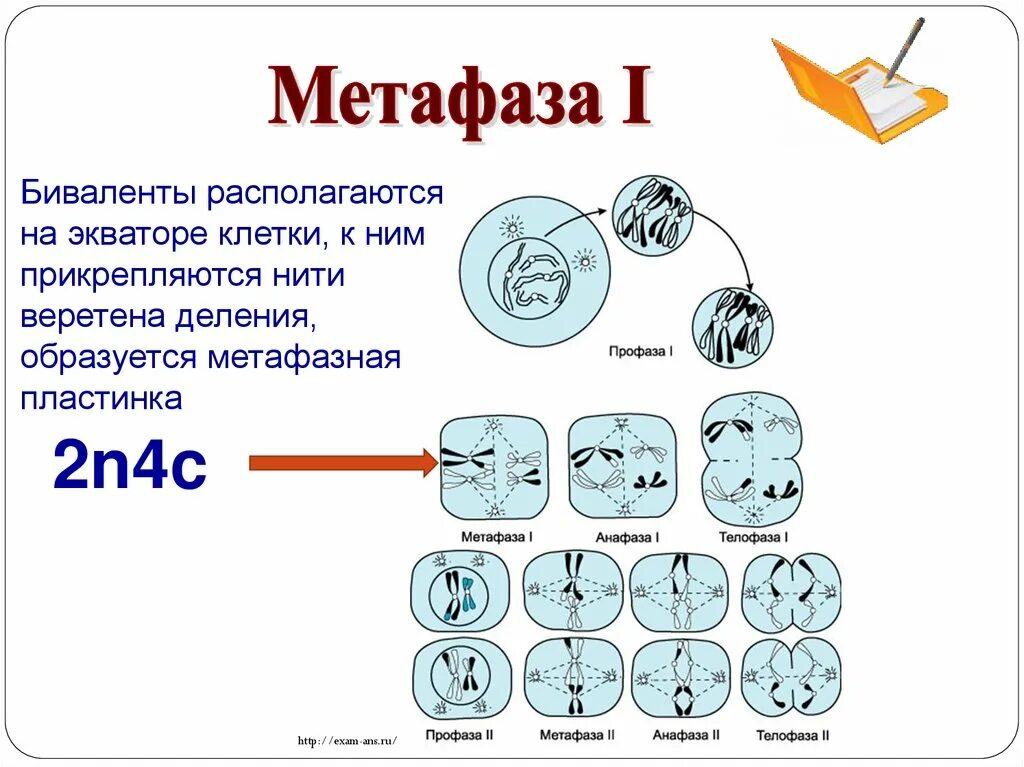 В метафазе первого деления мейоза происходит. Метафаза 1. Мейоз 2 метафаза 2. Метафаза мейоза 1. Метафаза 1 и 2.