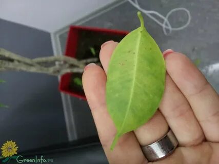 Липкий фикус