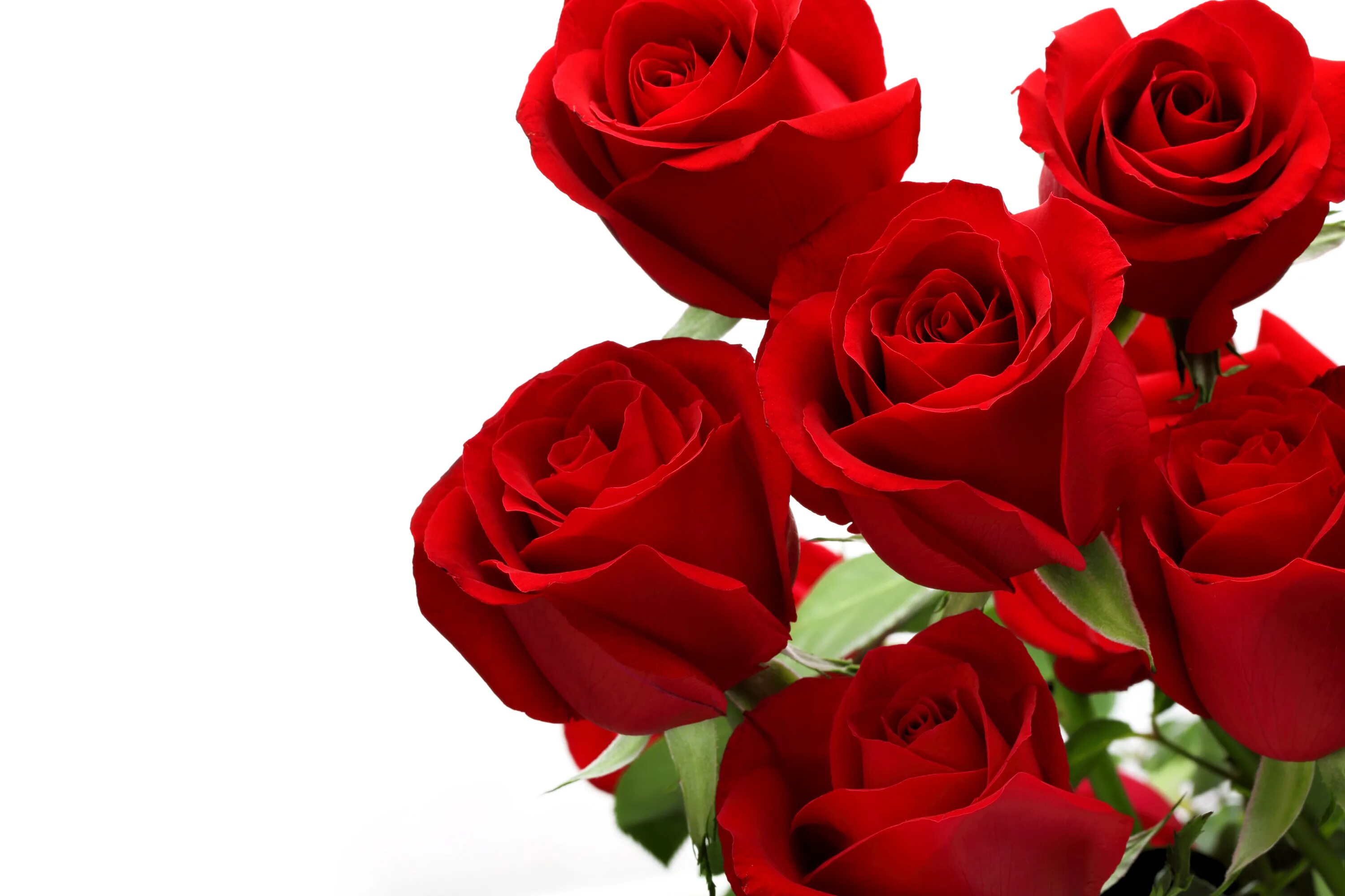 Цветы розы красные. Красные розы. Букет красных роз. Красивые розы на белом фоне.