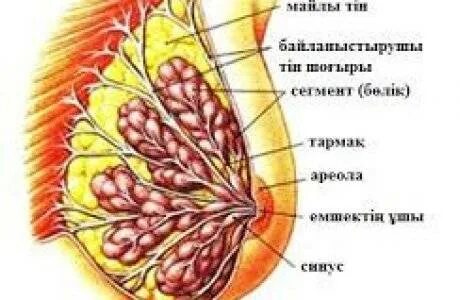 HD сапада секс эротикасын көріңіз