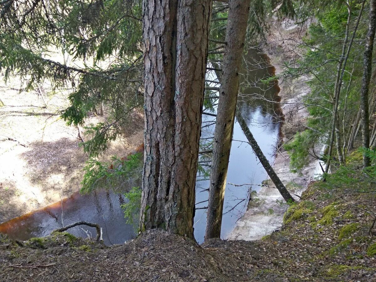 Малый Лужский каньон реки Оредеж. Каньон реки ящера Лужский район. Река ящера Лужский район. Каньон на реке ящера Лужский.