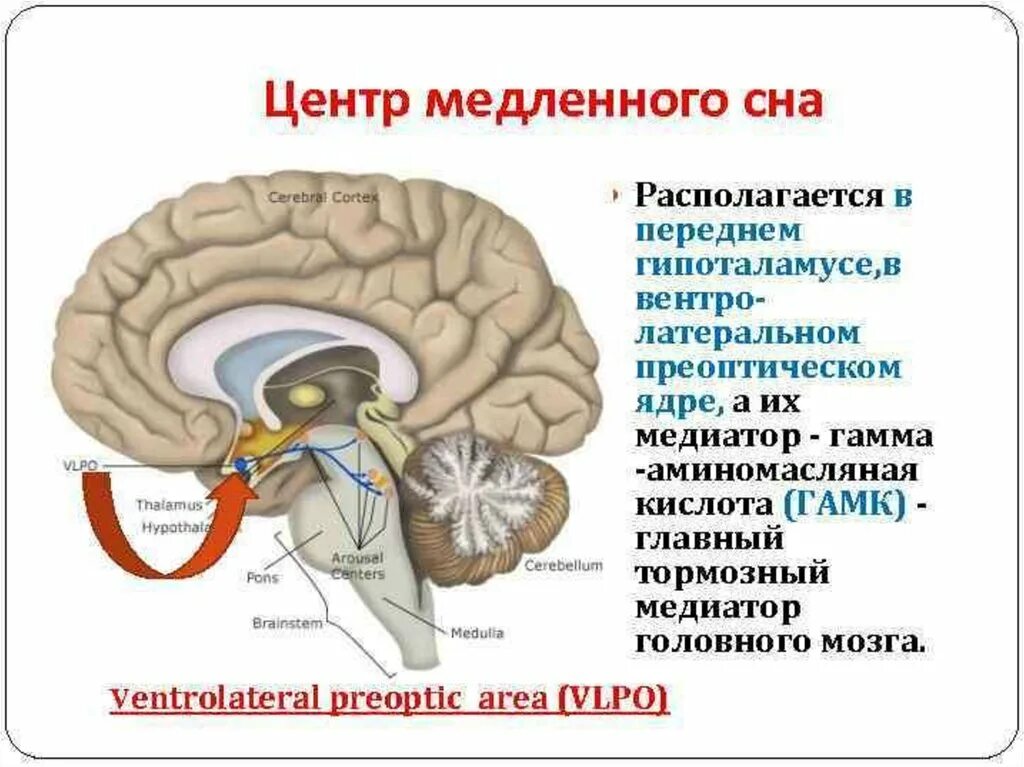 Центр управления мозгом. Центр сна в головном мозге. Структуры мозга отвечающие за сон. Центр сна располагается в. Центры головной мозг располагается.