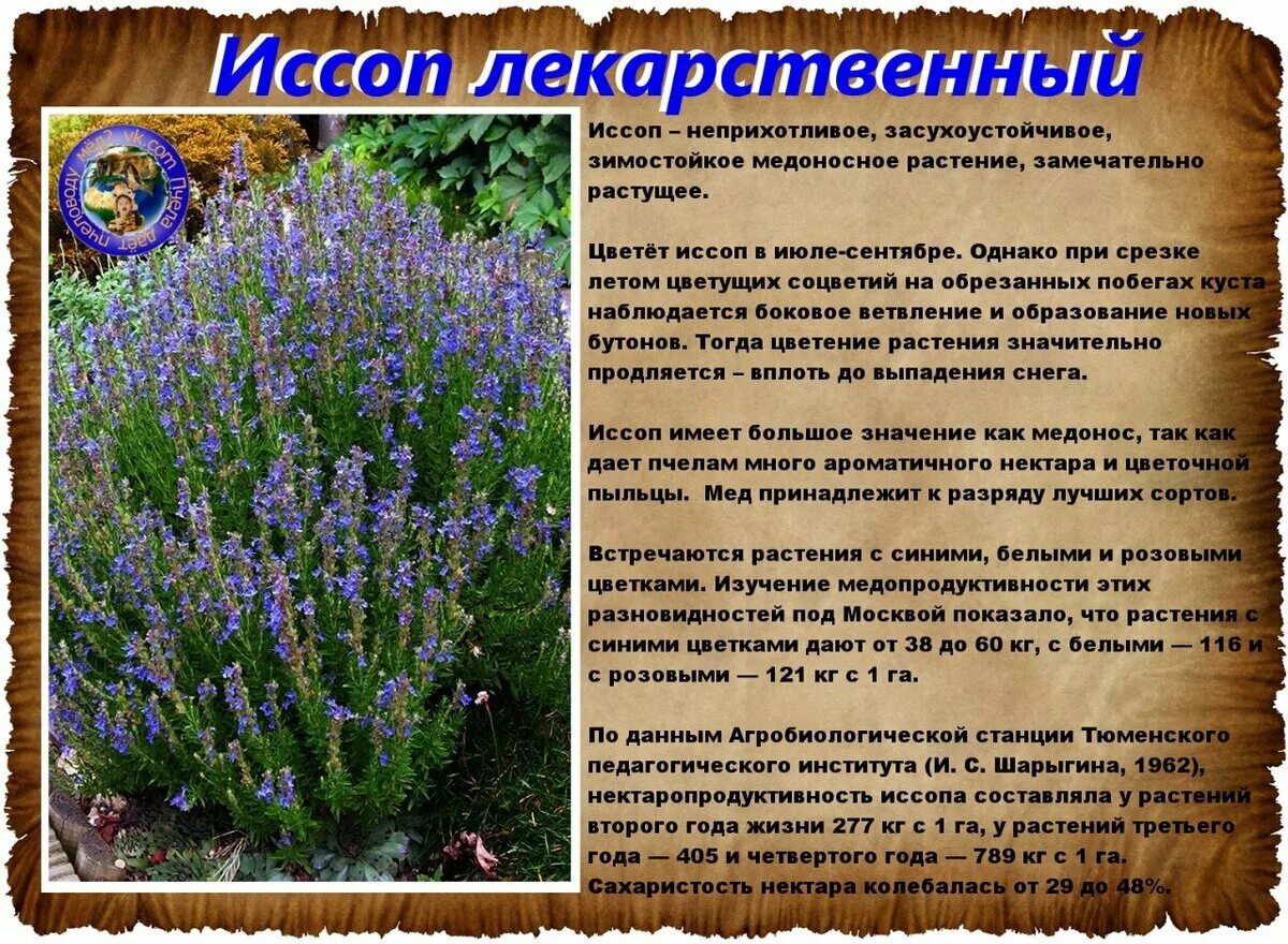 Иссоп Аккорд, семена