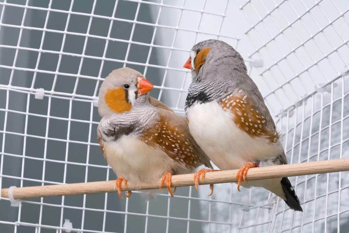 White Female and Normal Male Zebra Finch Zebra finch, Bird aviary, Beautiful bir