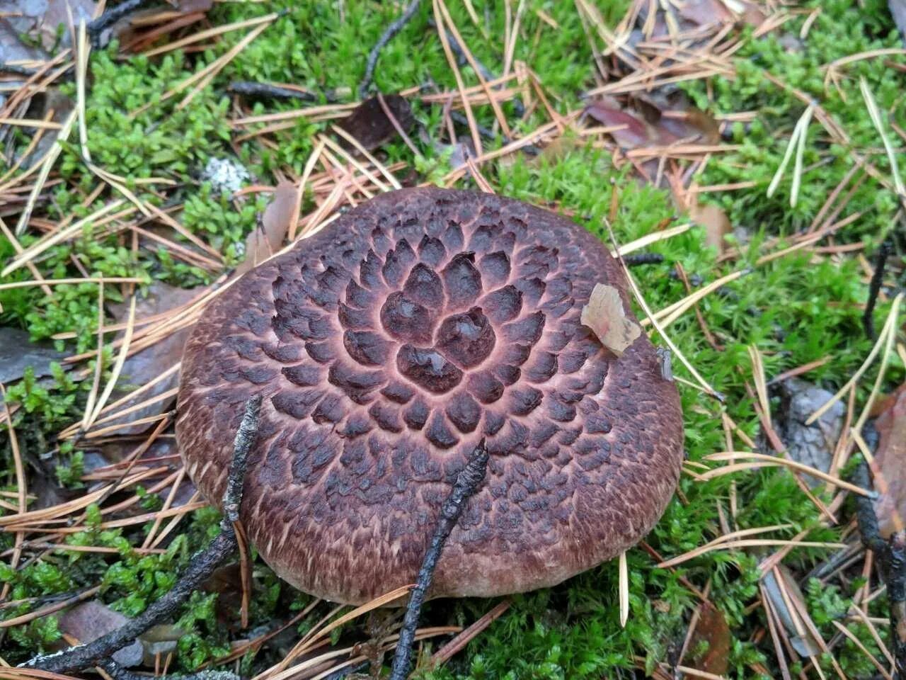 Качество пестр. Ежовик пестрый Sarcodon imbricatus. Ежовик черепитчатый. Ежовик черепитчатый съедобный. Гриб ежовик черепитчатый.