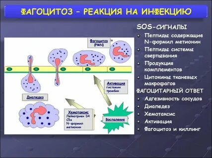Макрофаги механизмы