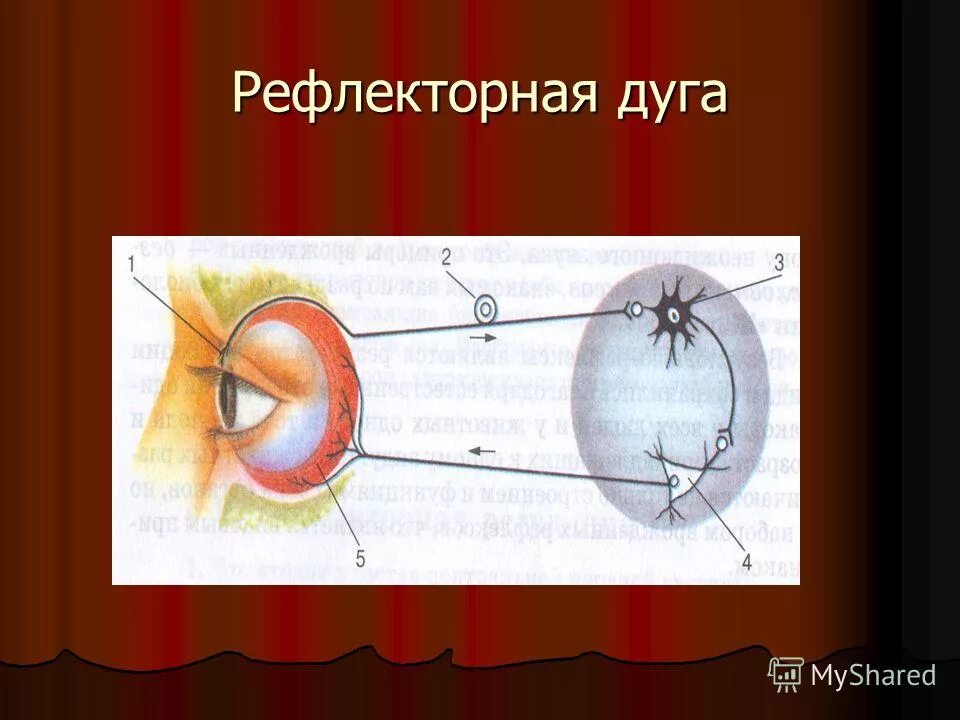 Рефлекторная дуга мигательного. Схема мигательного рефлекса. Центр мигательного рефлекса. Схема рефлекторной дуги мигательного рефлекса. Биология рефлекторная дуга мигательного рефлекса.