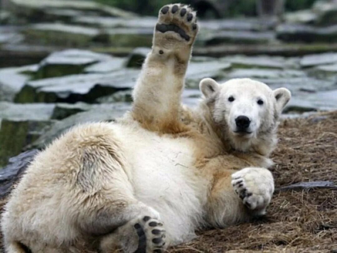 Белый медведь. Лапы медведя. Медведь машет лапой. Машут лапами. Медведь машет рукой.