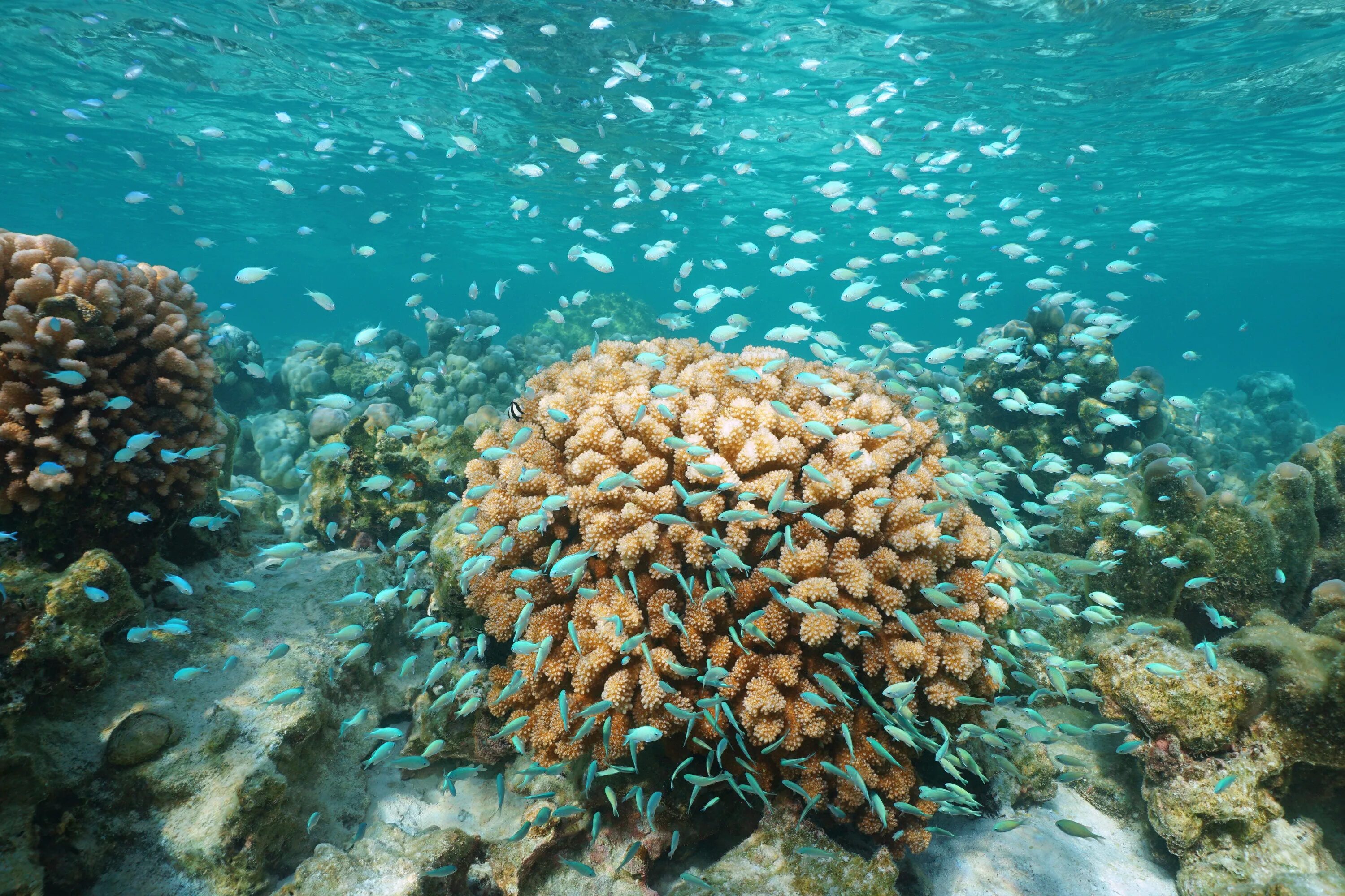 Fish may be