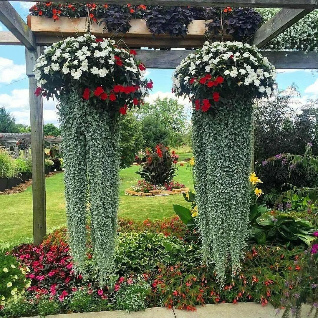 Дихондра ампельная серебристый водопад. Дихондра ампельная серебристая. Дихондра выращивание из семян. Дихондра ампельная. Цветы дихондра изумрудный водопад.