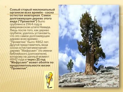 Наиболее долго