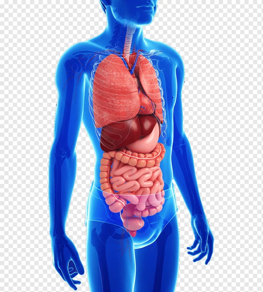 Здоровые органы человека. Кишечный тракт человека анатомия. Внутренние органы человека. Внутренние органы человека для детей.