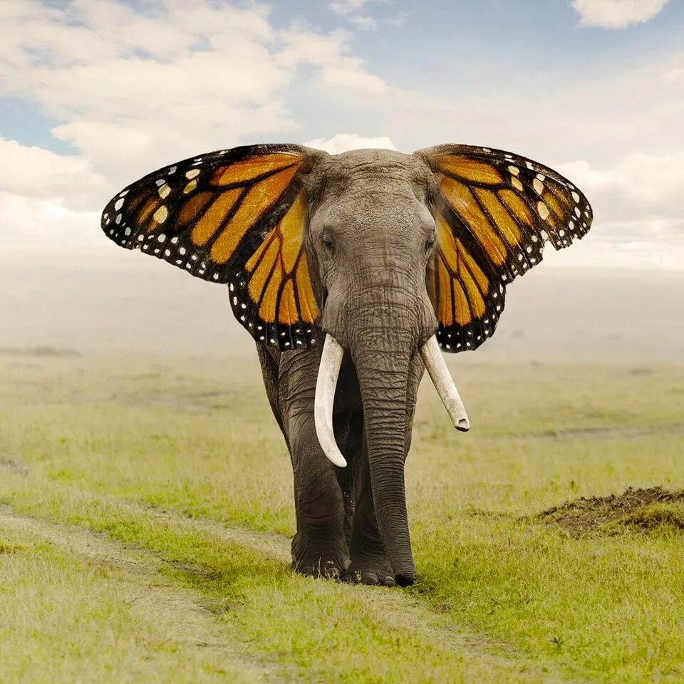 Что самое главное между бабочкой и слоном. Слоны и бабочки. Слон бабочка. Слоновая бабочка. Слон мотылек.