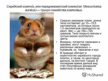Когда будет листинг у хомяка