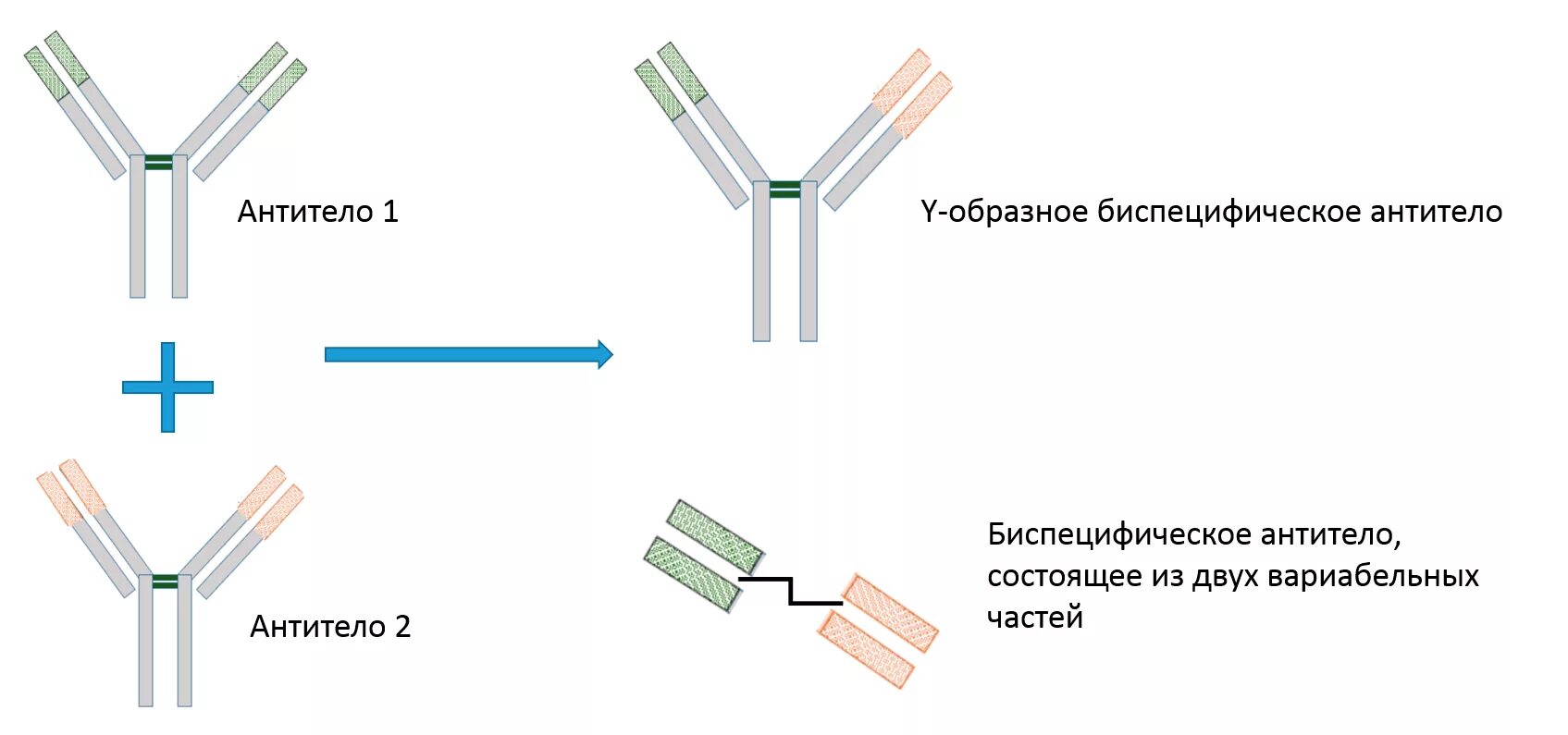 Выработка организмом антител. Антитела. Биспецифическое антитело. Антитела это. Антиген антитело.