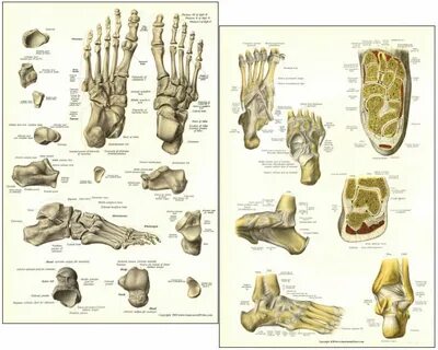 Foot формы