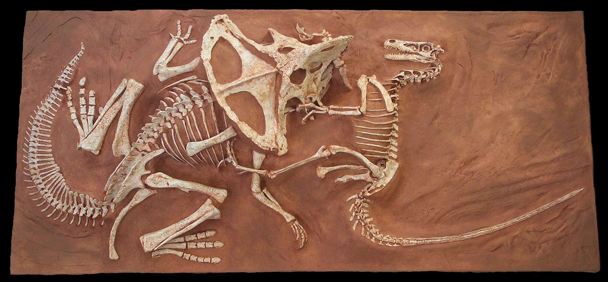 The research team an unusual fossil