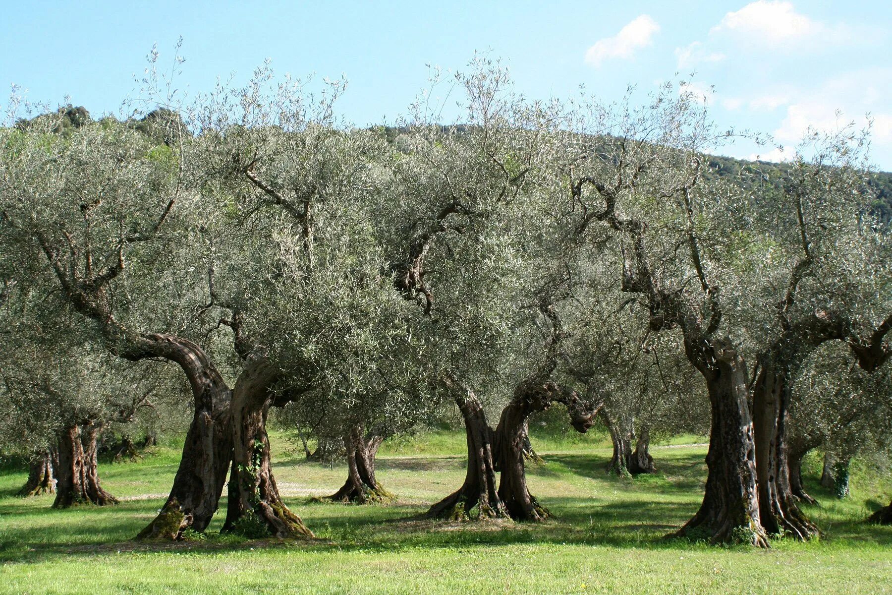 Маслина европейская роща. Олива европейская, Olea europaea. Маслина европейская (Olea europaea). Древняя Греция оливко роща. Культовые деревья