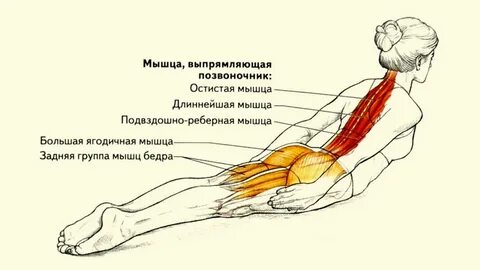 Поднимание туловища на мышцы спины