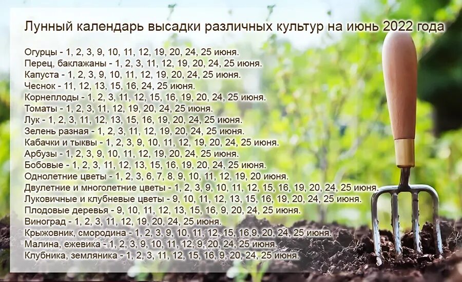 Лунный календарь огородника алтайский край 2024. Посевной календарь. Таблица-календарь посева овощных культур. Благоприятные дни для высаживания рассады в июне. Лунный календарь на июнь.