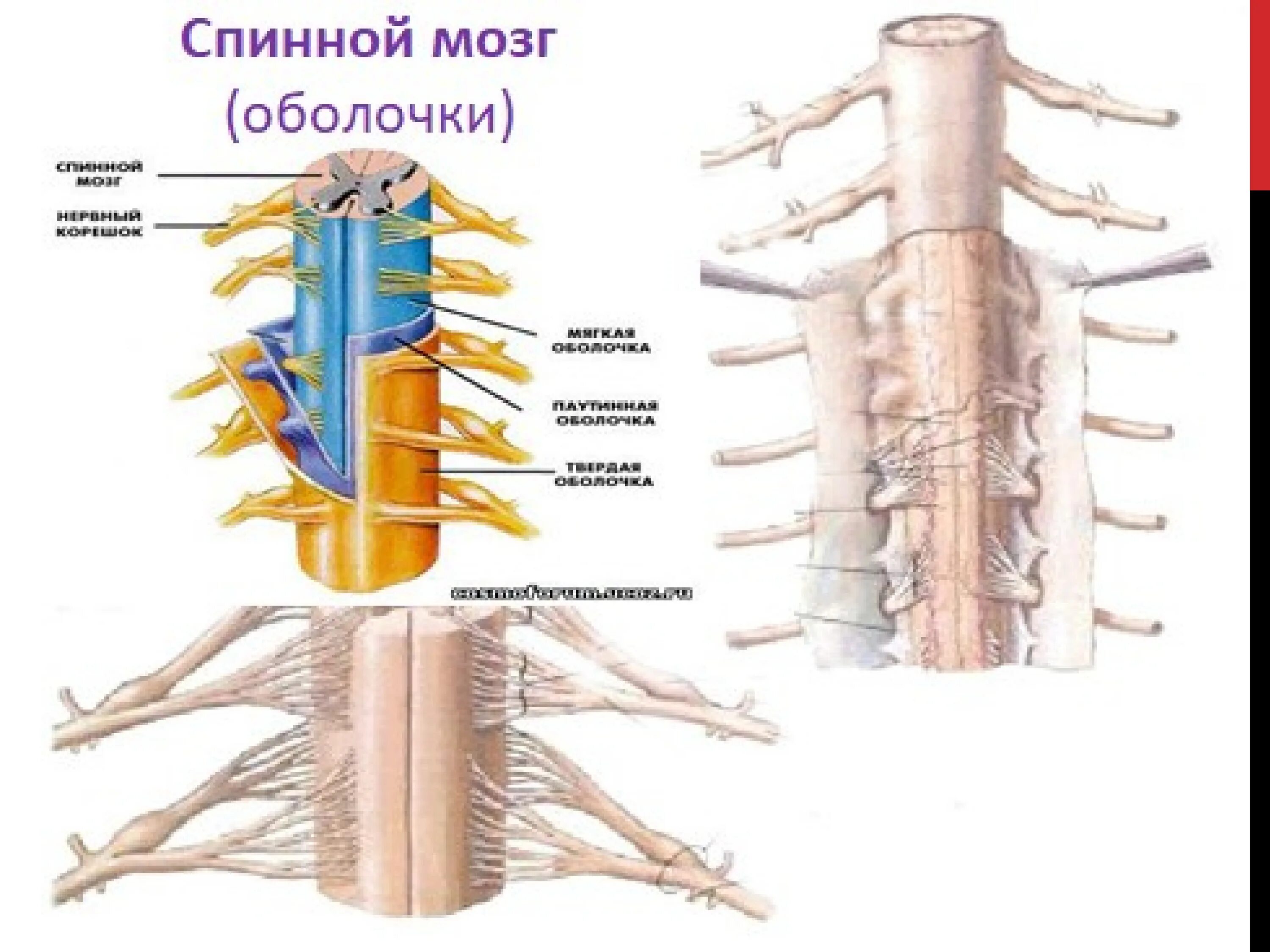 Участки спинного мозга