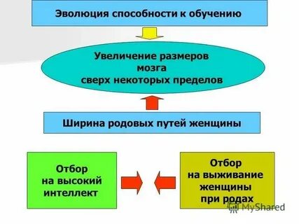 Роль образования в эволюции