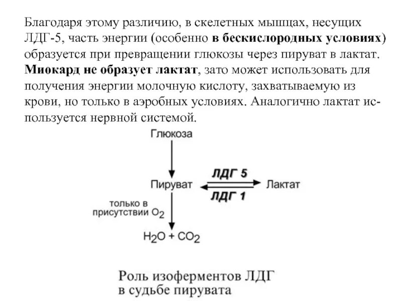 Какая кислота образуется в мышцах. Пируват в мышцах в лактат. пируват в лактат фермент. глюкоза пируват лактат. лдг превращение лактата в пируват.