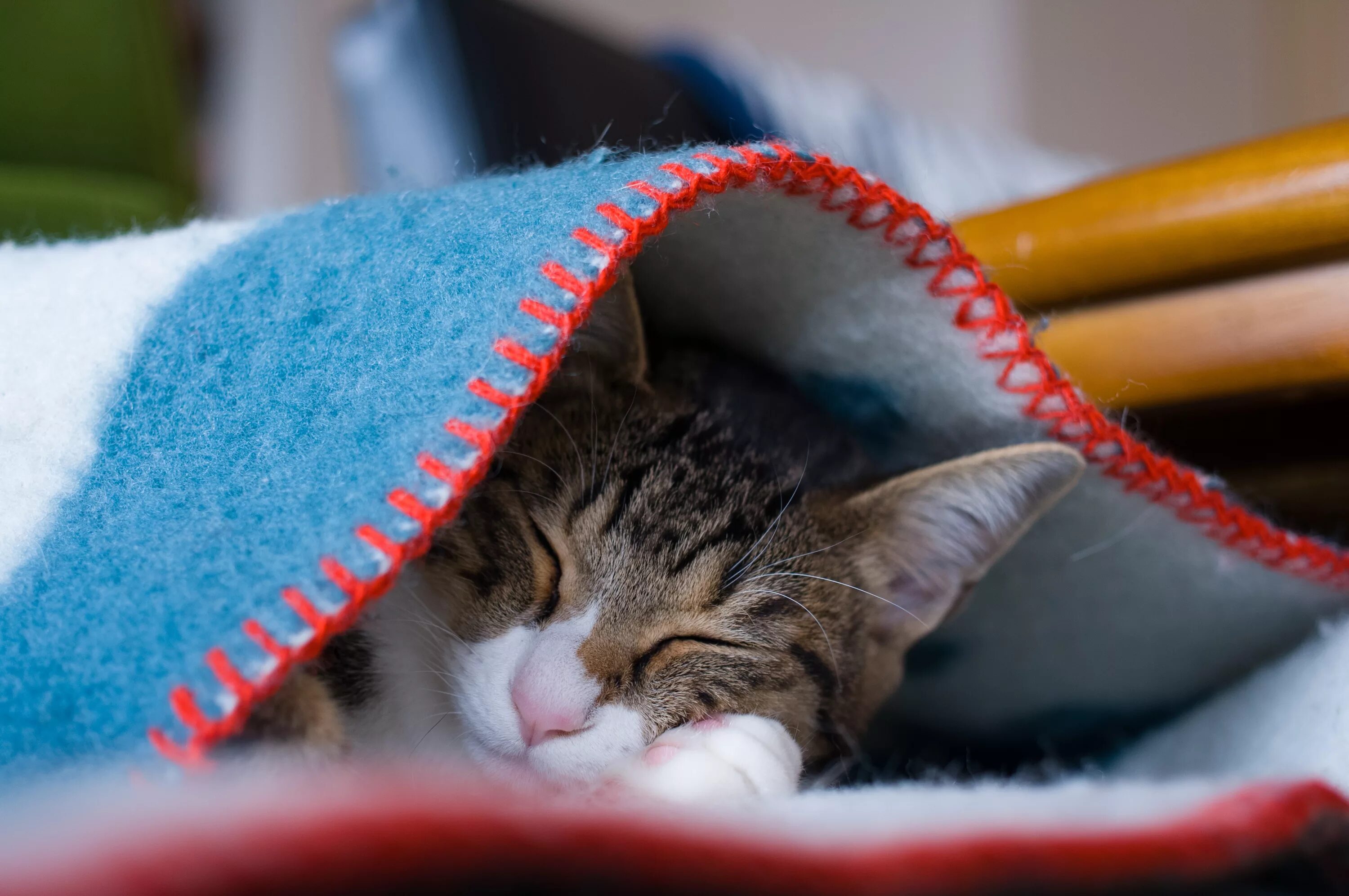 Кот в одеяле. Спящий кот. спящие коты. кот под одеялом. сонный котик.