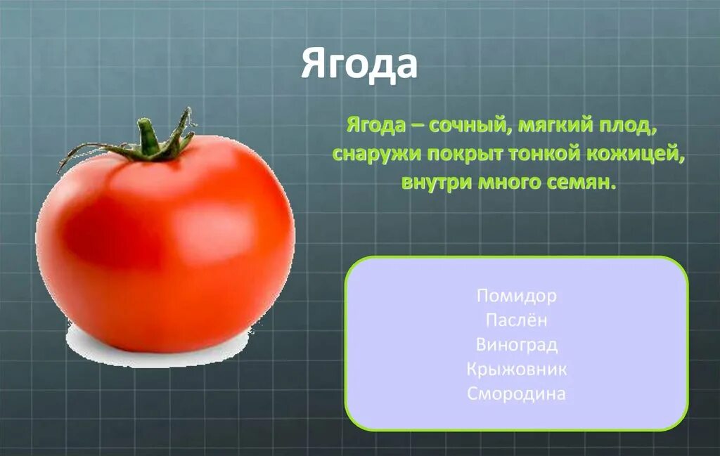 Конспект по биологии по теме плоды. Биология 6 класс тема плоды. плоды ppt. презентация на тему плоды. плоды презентация 6 класс биология.