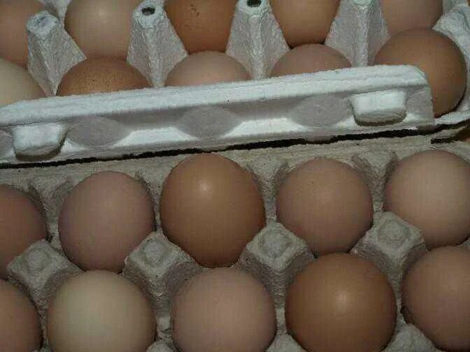Купить яйца брама. Яйцо инкубационное Брама. Брама светлая яйцо. Яйцо Брама инкубационное микс. Брама цвет яиц.