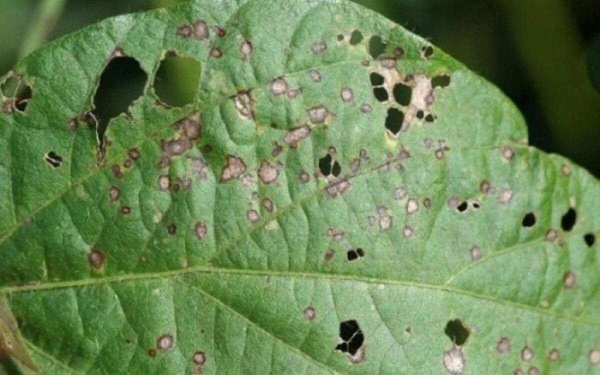 Церкоспороз сои. Септориоз сирени. Септориоз сои. Церкоспороз сои. Pseudomonas syringae-пятнистость.