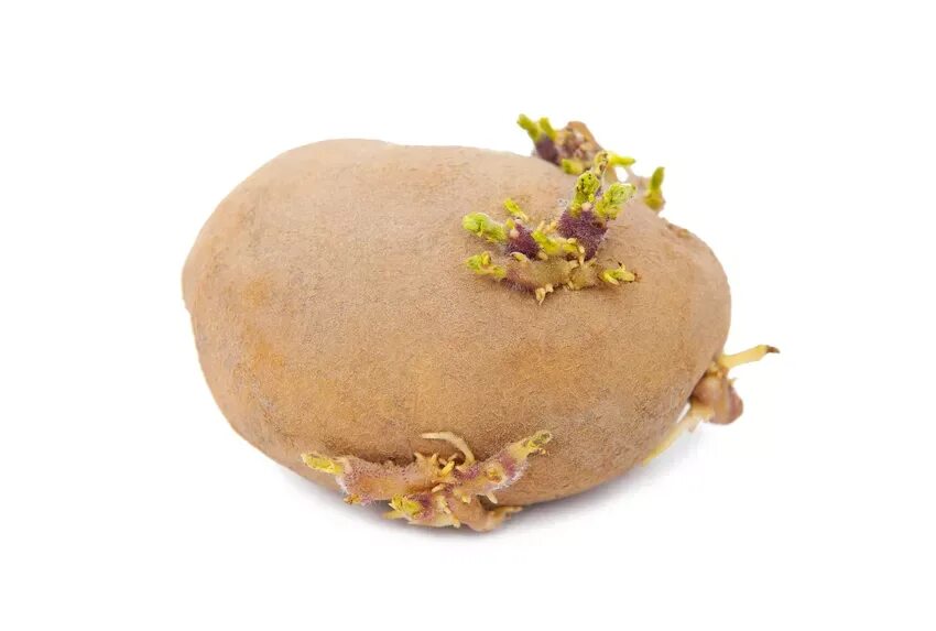 Poisonous potato update. Картина пророщенный картофель. Картинка пророщенного картофеля на белом фоне. Poison Potato. G! Sprouted Potato.