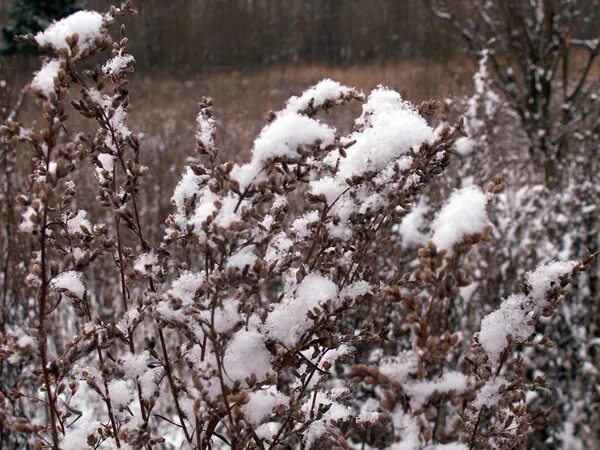 Летопись зимы. Летопись зимы. Летопись зимы. «ведическая русь» всеволода борисовича иванова,. Всеволод иванов чернобог.