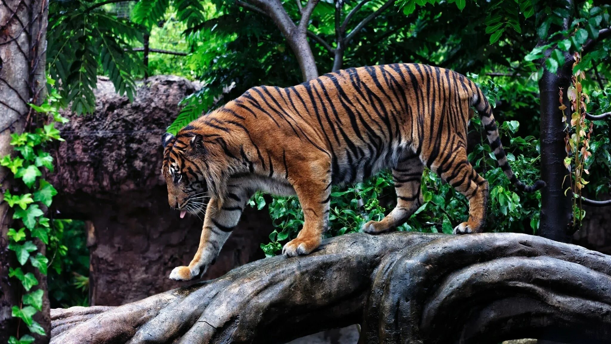 Animal pc. Московский зоопарк тигр. Животные джунглей. Тигр в тропиках. Тигр в джунглях.