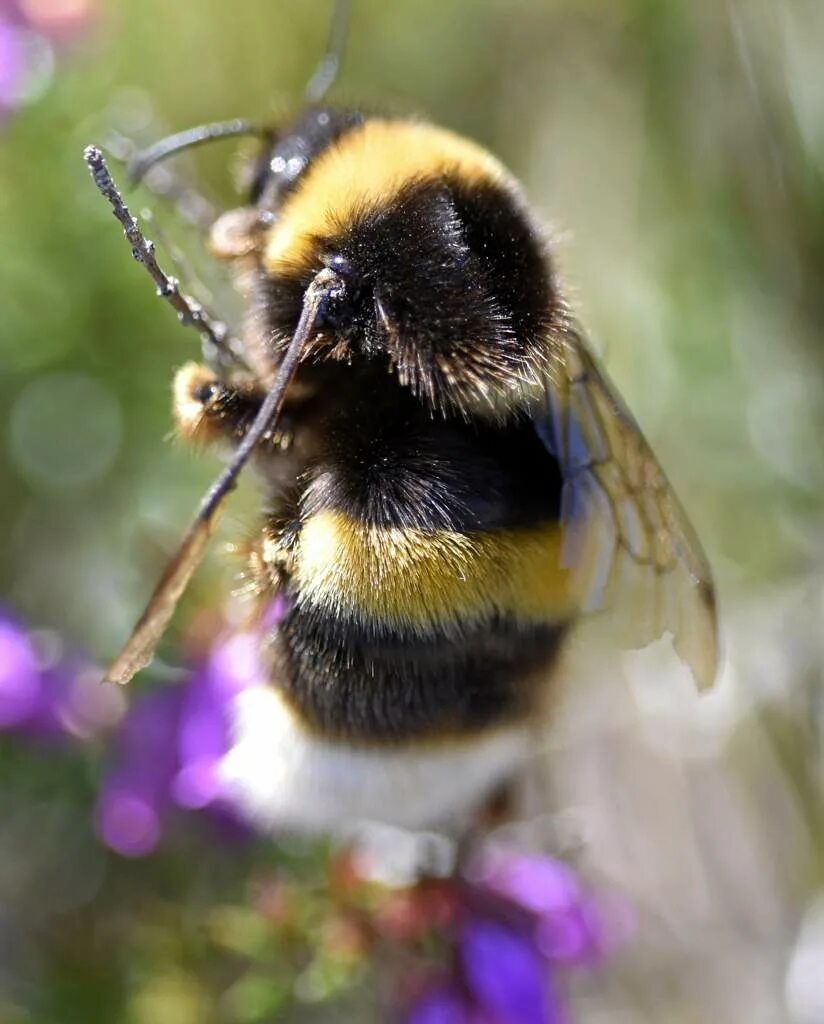 Шмель звуко. Bombus Bombus Шмель. Шмель Земляной Bombus terrestris. Bombus lucorum. Bombus белый Шмель.