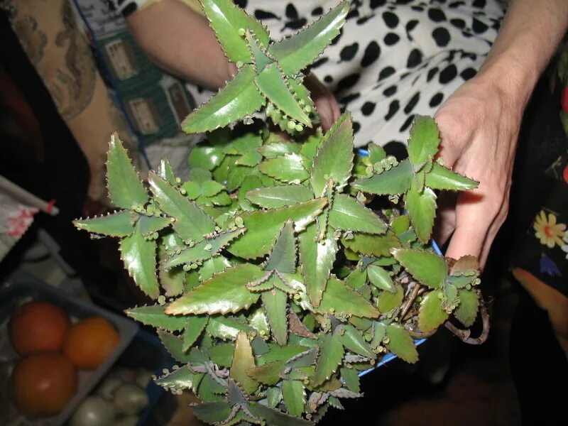 Каланхоэ бриофиллум дегремона. Цветоносы у каланхоэ. Каланхоэ разрастающееся (kalanchoe prolifera). Цветок каланхоэ лечебный. Каланхоэ перистое.