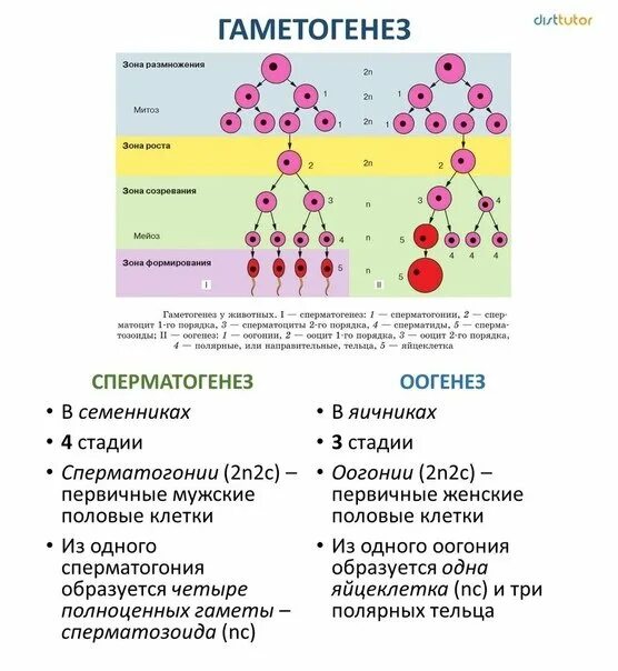 Типы гаметогенеза. Гаметогенез схема ЕГЭ. Гаметогенез 10 класс кратко. Схема гаметогенеза таблица. Гаметогенез таблица зоны процесс.