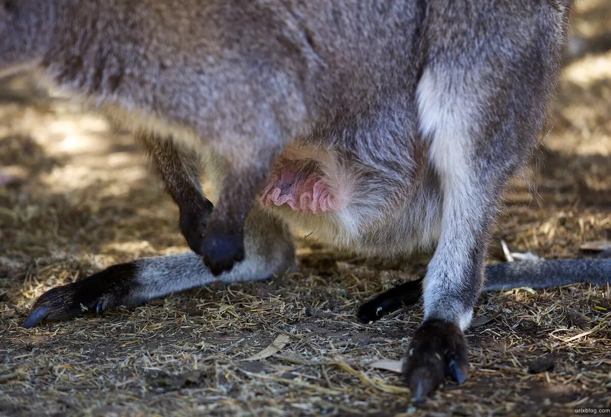Половой орган кенгуру валлаби.