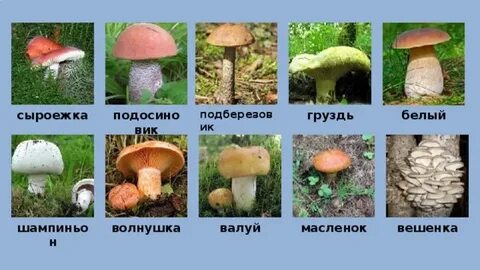 Подберезовик подосиновик гриб сыроежка