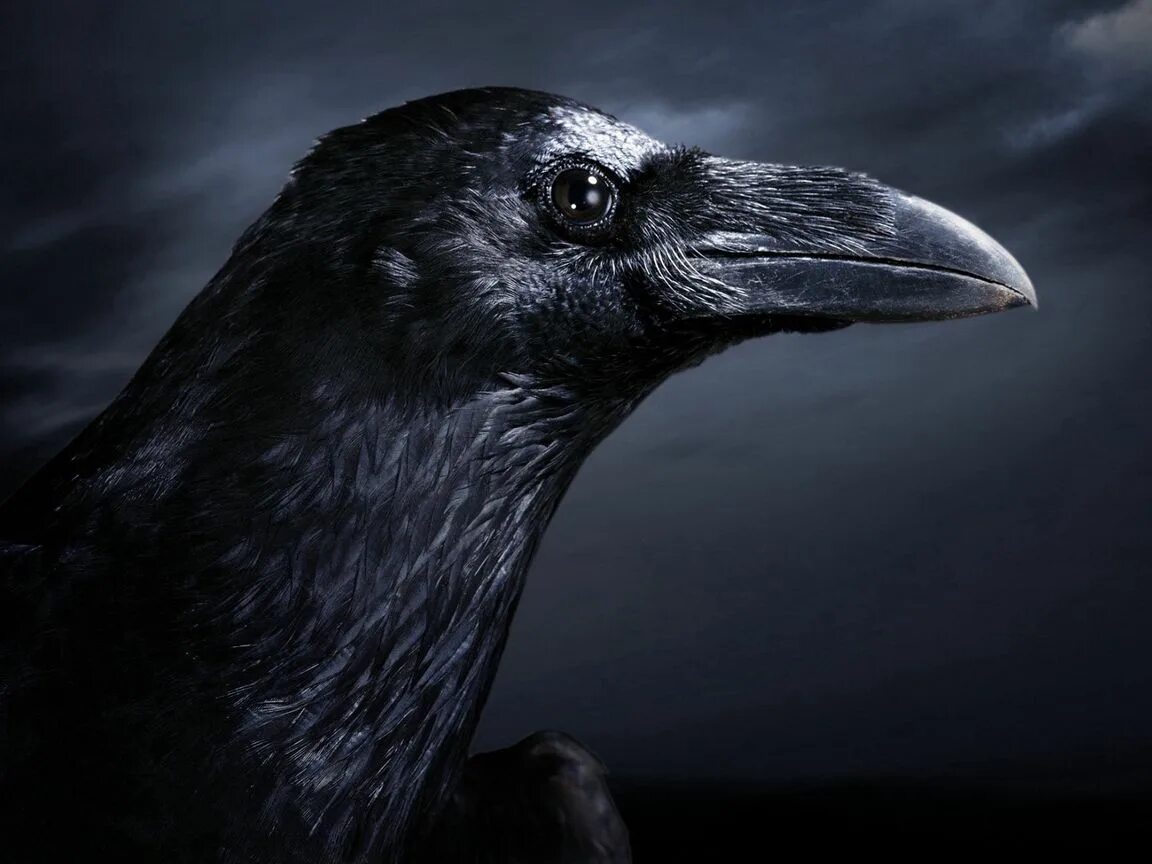 Черный ворон т. Самец вороны. Ворон. Вороны галки грачи ворон. Чёрный ворон - youtube.