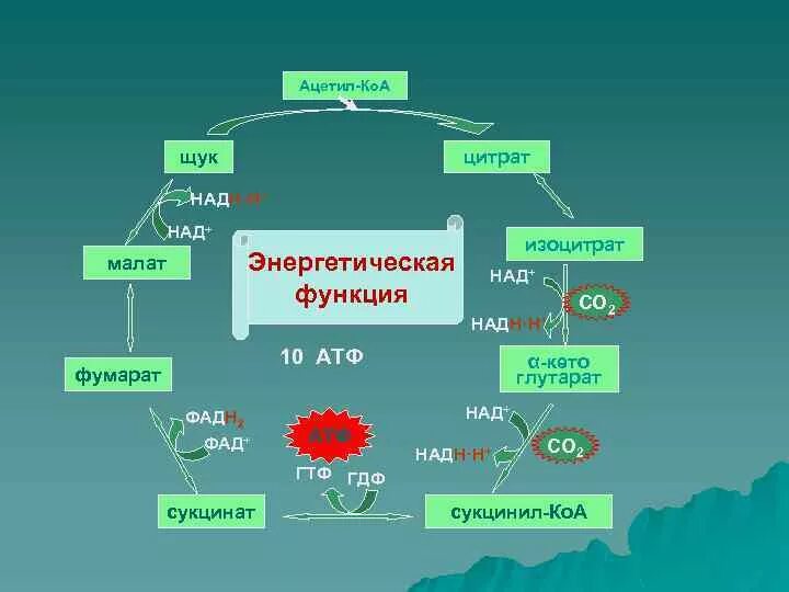 Сколько атф образуется в результате гликолиза. Сукцинат цикл Кребса. Сукцинат фумарат АТФ. АТФ ацетил. Цикл Кребса сколько АТФ.