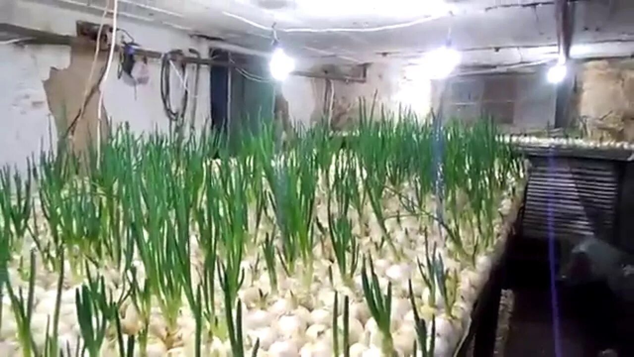 Конопля в погребе. Конопля в подвале. Что можно выращивать в подвале. Выращивал коноплю в подвале. Теплица для зеленого лука.