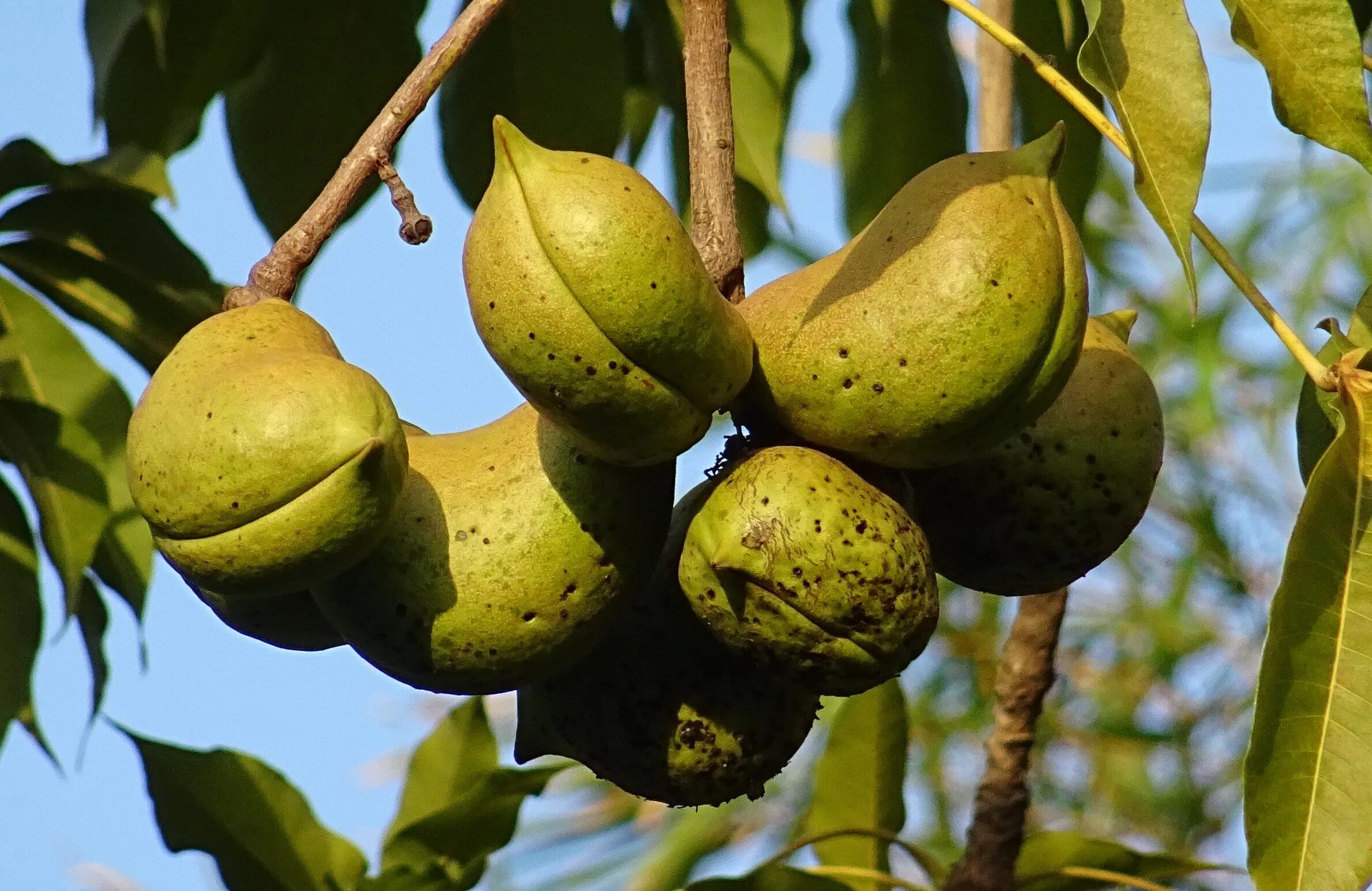 Sterculia foetida. Стеркулия дерево. Sterculia плод. Дерева стеркулия Индия.